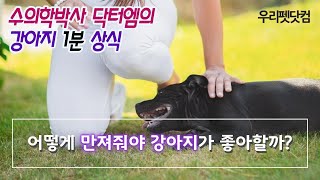 [강아지 키우기 정보] 어떻게 만져줘야 강아지가 좋아할까?