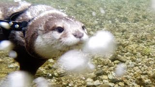 Into the Wilderness River! Swimming in the Headwaters of the Kushiro River! [Otter life Day 384]