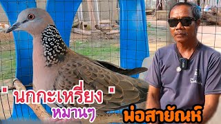 เซียนนกเขาใหญ่พูดถึง…นกกะเหรี่ยง…นกต่อตัวหมาน  { 5 เทา}