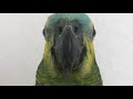 【こんぱまるtv】ケケケッと鳴くボウシインコたち