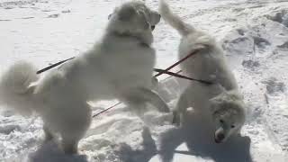 我がブランシェ地方も今日は『雪☃️』。ブランシェお兄ちゃまと一緒に行った少し前の雪遊び。