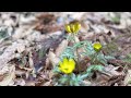 【福寿草】可愛いお花を求めて諸塚村へ行ってきました🌼