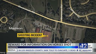 Reward offered after horses shot in Madison