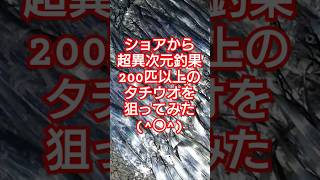 ショアから超異次元200匹以上のタチウオを狙ってみたら…#タチウオ #太刀魚 #fishing #北九州 #釣り