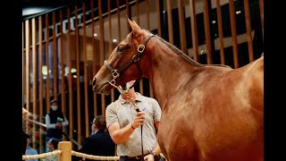 Arqana August Yearling Sale 2021 Day Two