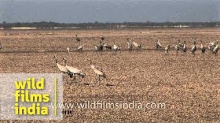 Common or Eurasian cranes in Gujarat