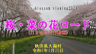 【2024桜めぐり】桜・菜の花ロード　11ｋｍの桜並木を彩る菜の花【秋田県大潟村】2024.04.20