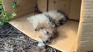 Abandoned in a Cardboard Box on the Brink of Death – A Miracle Saved This Poor Dog's Life.