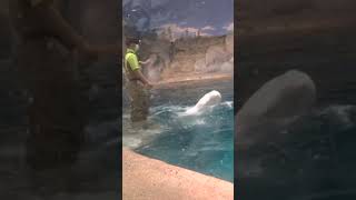 くるくる回る練習だよベルーガ（シロイルカ）Beluga whale #shorts