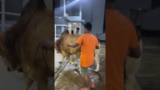 Giant Heavyweight Shahiwal Bull Showdown | Khan's Cattle Vlogs