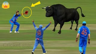 cricket animal attack - # top 10 most funny and craziest animal attack on cricket  player on ground