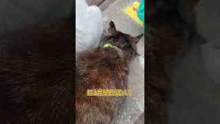 我和流浪猫的故事 温柔的流浪小猫咪 我和我的猫 扣上就是我的猫了