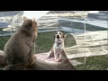 ★ leo the lemon beagle trifexis commercial ★