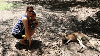 Australia Trip - Hartley's Crocodile Adventures/オーストラリアの動物園　クロコダイル　コアラ　カンガルー