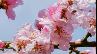 japanese cherry trees 3291292  340