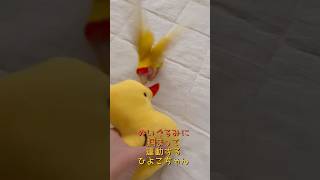 ［コザクラインコ］コザクラルチノーひよこちゃん #lovebirds #lovebird #老鳥コザクラインコ