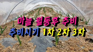 마늘재배  》마늘추비주는시기   마늘웃거름주기   마늘비닐 멀칭 벗기기