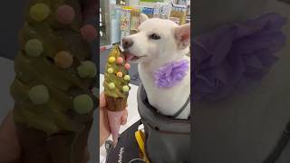 meiko的生活日記 白 しばいぬ White Shiba Inu 하얀색 시바 이누 2024年9月7日🍦 全家便利商店 FamilyMart 圓滾滾 日式煎茶 醇厚焙茶 霜淇淋 ice cream