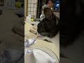 お水飲むって難しいのー。 猫 猫のいる暮らし 元野良猫