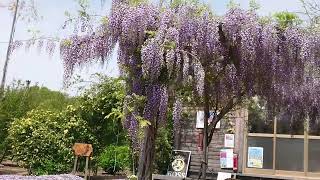 2022.4.18志々島 天空の花畑