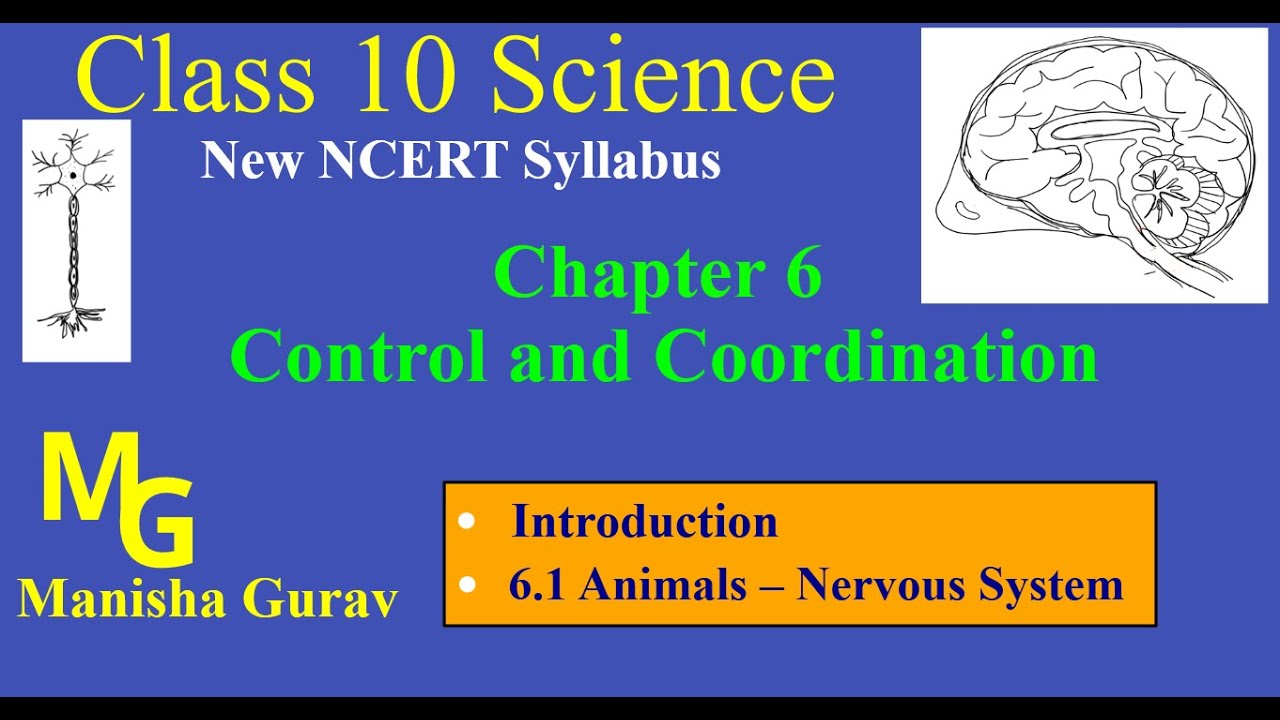 Class 10 Science Chapter 6 Control And Coordination 6 1 Animals