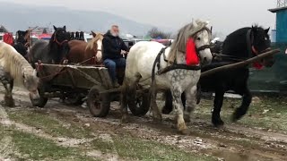 Коні ваговози🐴Знову на базарі в Сиготі💲💲💲Румунія радує, гарні коні на базарі👍👍👍