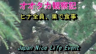 オオタカ観察記　巣に帰って来たヒナたち　Goshawk children 20210618年6月18日撮影