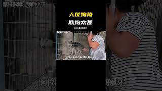 黑豹：要是沒我，這個場子早黃了#阿拉斯加 #萌寵 #搞笑