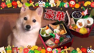 犬用の超豪華おせち料理の食いつきが凄い！！