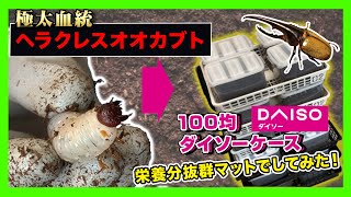 【続90匹大移動】極太血統ヘラクレスオオカブト大量幼虫のマット交換実施！栄養分抜群のマットを投入したダイソー100均ケース《パンやさん》へと多頭飼育緩和の為1匹ずつひたすら小分け作業してみた！