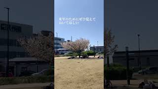 江ノ島の桜スポットご存知か。橋渡って左、江の島 北緑地広場というところです！#お花見 #桜 #おすすめスポット #江ノ島 #海 #誰かに話したい #vlog #cherryblossom