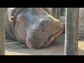 昼寝しているカバ　冬の旭山動物園 hippopotamus in asahiyama zoo.