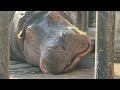 昼寝しているカバ　冬の旭山動物園 hippopotamus in asahiyama zoo.