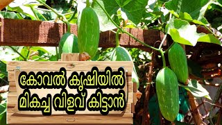 കോവല്‍ കൃഷിയില്‍ മികച്ച വിളവ് നേടാന്‍  | Koval Krishi(Ivy gourd) Malayalam Agriculture Video