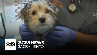Is pet insurance worth it? | The Answer