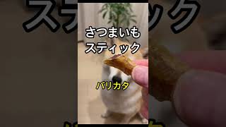 【犬のおやつ】かわいい食べ方しますねw柴犬りぼん #shorts