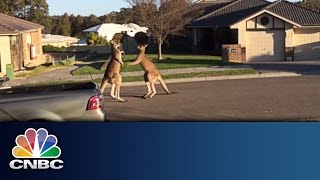 Kangaroo Fight | CNBC International