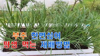 🌱부추 한번 심어 평생 먹는 재배 방법/부추 분갈이 및 텃밭에서 쉽게 재배하는 법/부추 키우기 1