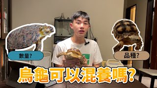 烏龜可不可以混養?那些龜絕對不能混養?{成哥Luka}