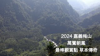 2024 嘉義梅山 萬鷺朝鳳 最棒觀賞點 草本傳奇