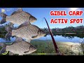 GIBEL CARP SPOT OLD BURG LAKE | RUSSIAN FISHING 4