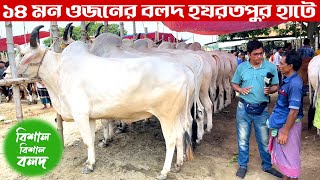 কেমন দামে বিক্রি করতে চায় বড় বড় বলদ গুলো | জমে উঠেছে হযরতপুর হাট | কোরবানি২০২৩