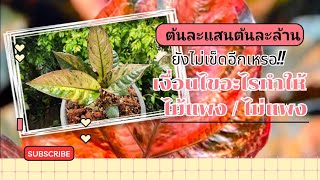 โชคเก้าชั้นต้นละล้านต้นละแสนเอาอีกแล้วไม่เข็ดกันใช่ไหม!!