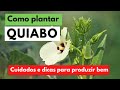 Como plantar quiabo em 2021 / Formas e opções de plantio