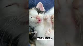 子猫の膝上ダブル寝落ち #cat #猫 #kitten #子猫 #保護猫 #shorts