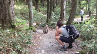 上高地の猿ちゃん Monkeys at Kamikochi