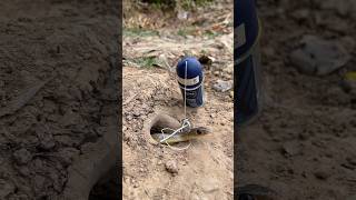 Amazing DIY Snake Trap using  Roon Bottle #creativesnaketrap #buildsnaketrap#