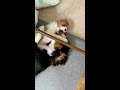 キャバリア　ハムちゃん　生後２ヶ月　ミルクママと　子犬　cavalier king charles spaniel puppy キャバリア　カル＆ミル