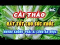 Cải Thảo Rất Tốt Cho Sức Khỏe Nhưng Không Phải Ai Cũng Ăn Được | Kanthor Life