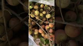 ផ្លែមៀនច្រេីនណាស់​ #fruit